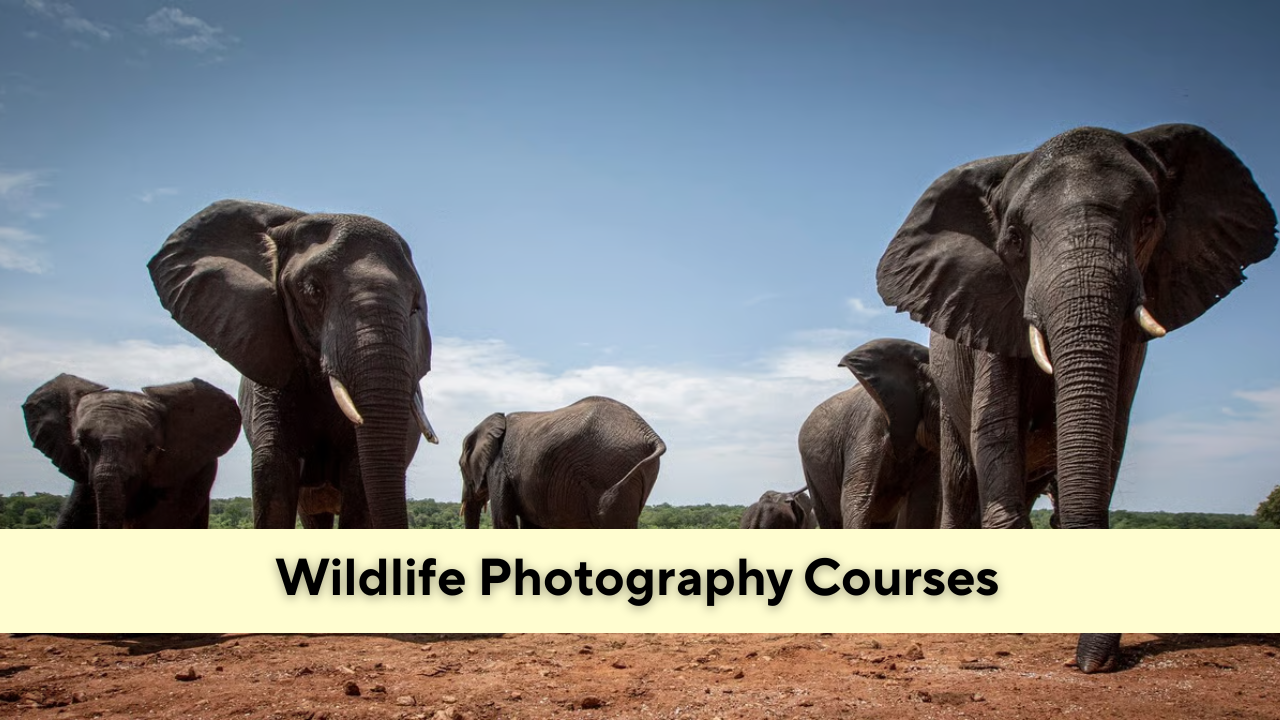 wildlife-photography-courses-wildlife-photography-courses
